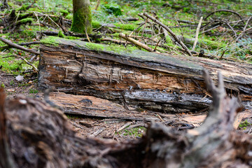 Seelbach, Tretenbach: Wald mit Naturverjüngung.