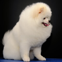 A Pomeranian dog stands on a blue table in front of a black background. Beautiful on-trend hairstyle Spitz
