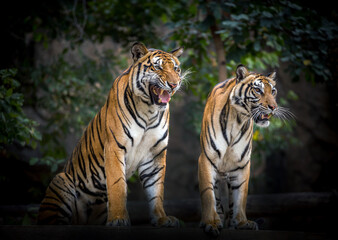 Fototapeta na wymiar Couples, Tiger is resting in nature.