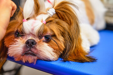 A Shih Tzu dog lies on a grooming table during grooming. The calm behavior of the dog demonstrates the painlessness.
