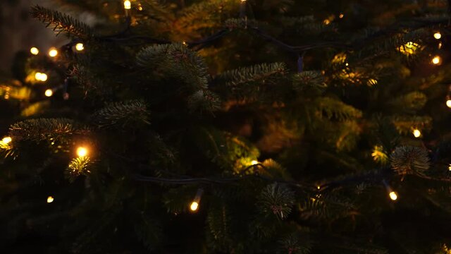 Christmas background - a garland flashes on the branches of a real Christmas tree in the dark.