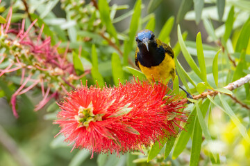 Nature wildlife image of Olive-backed sunbird with red flower in close up shot with stunning detail they drink sweet water from the flower