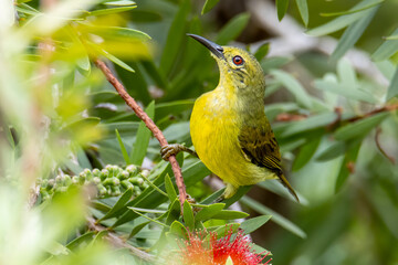 Nature wildlife image of Olive-backed sunbird with red flower in close up shot with stunning detail they drink sweet water from the flower