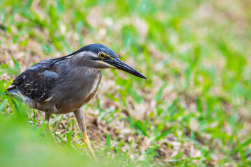 Nature wildlife image of little heron standing beside lake looking for food.