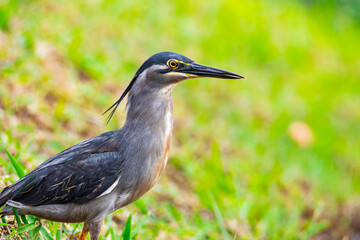 Nature wildlife image of little heron standing beside lake looking for food.