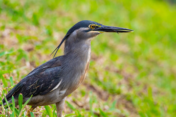 Nature wildlife image of little heron standing beside lake looking for food.