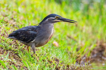 Nature wildlife image of little heron standing beside lake looking for food.