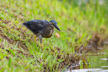 Nature wildlife image of little heron standing beside lake looking for food.