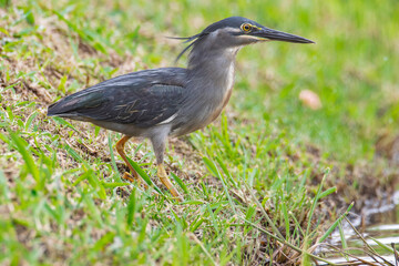Nature wildlife image of little heron standing beside lake looking for food.