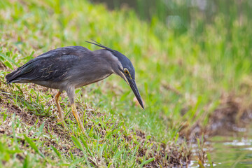 Nature wildlife image of little heron standing beside lake looking for food.