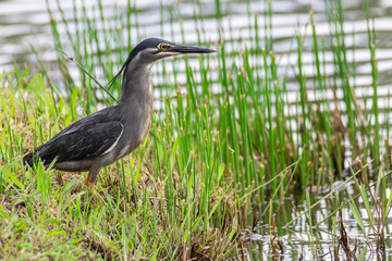 Nature wildlife image of little heron standing beside lake looking for food.