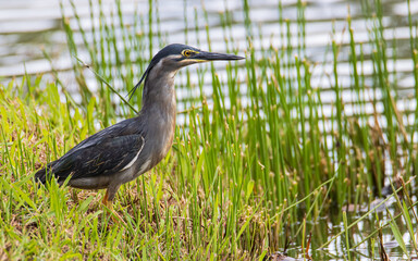 Nature wildlife image of little heron standing beside lake looking for food.