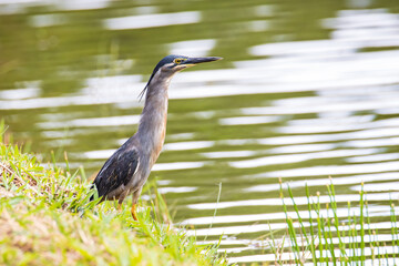 Nature wildlife image of little heron standing beside lake looking for food.