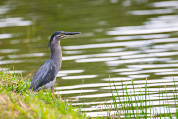 Nature wildlife image of little heron standing beside lake looking for food.