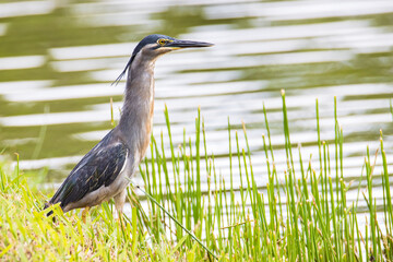 Nature wildlife image of little heron standing beside lake looking for food.