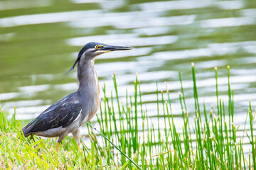 Nature wildlife image of little heron standing beside lake looking for food.