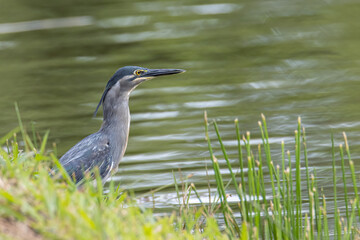Nature wildlife image of little heron standing beside lake looking for food.