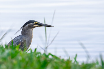 Nature wildlife image of little heron standing beside lake looking for food.
