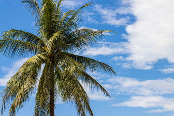Fototapeta na wymiar palm trees over clear blue sky