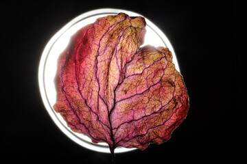 Dry Leaf Texture Abstract Background