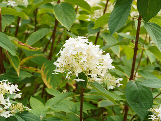 Hydrangea paniculata or panicle hydrangea