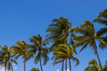 Obraz na płótnie Canvas palm trees over clear blue sky