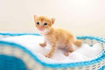 Fototapeta na wymiar Kitten in a basket. Baby cat at home.