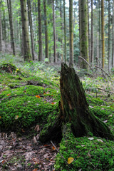 Seelbach, Tretenbach, Vorberzone des Schwarzaldes: Wald mit Naturverjüngung.