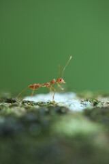 ant on a leaf