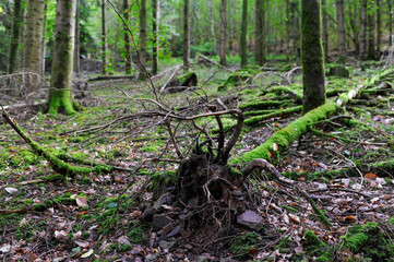 Seelbach, Tretenbach: Wald mit Naturverjüngung.