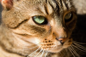 Closeup of the head of a tabby cat with green eyes.