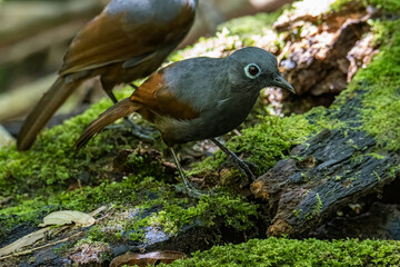 Nature wildlife image of Sunda laughingthrush (Garrulax palliatus) is a species of birds at tropical moist montane forests.