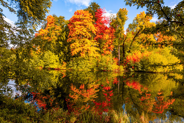 Fototapeta premium Autumn foliage in Pavlovsky park, Pavlovsk, St Petersburg, Russia