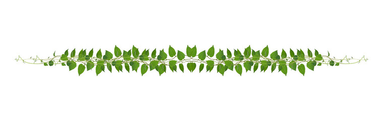 Heart shaped green leaves climbing vines ivy of cowslip creeper (Telosma cordata) the creeper...