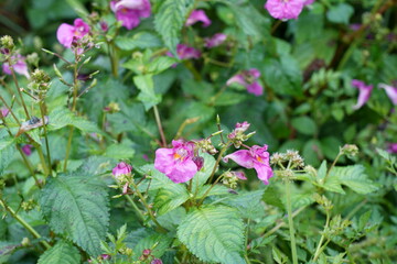ユニークな形のツリフネソウの花が咲く