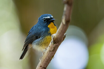 Nature wildlife bird species of Snowy browed flycatcher perch on branch which is found in Borneo