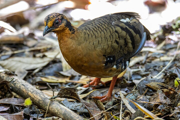 Nature wildlife image of bird red-breasted partridge also known as the Bornean hill-partridge It is endemic to hill and montane forest in Borneo