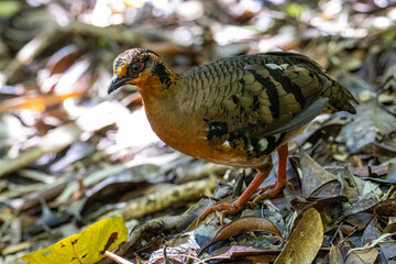 Nature wildlife image of bird red-breasted partridge also known as the Bornean hill-partridge It is endemic to hill and montane forest in Borneo