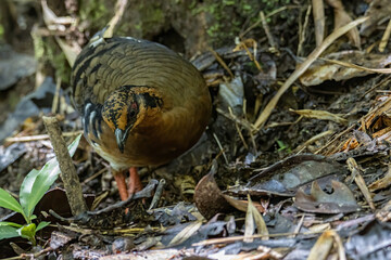 Nature wildlife image of bird red-breasted partridge also known as the Bornean hill-partridge It is endemic to hill and montane forest in Borneo