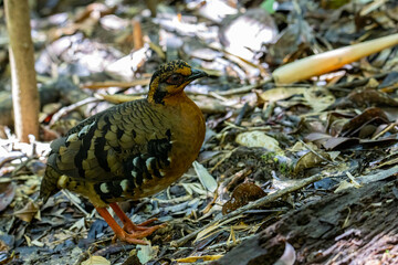 Nature wildlife image of bird red-breasted partridge also known as the Bornean hill-partridge It is...