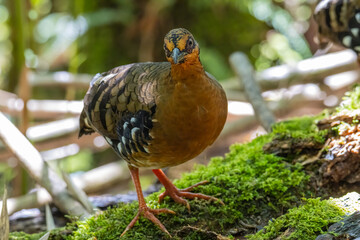 Nature wildlife image of bird red-breasted partridge also known as the Bornean hill-partridge It is endemic to hill and montane forest in Borneo