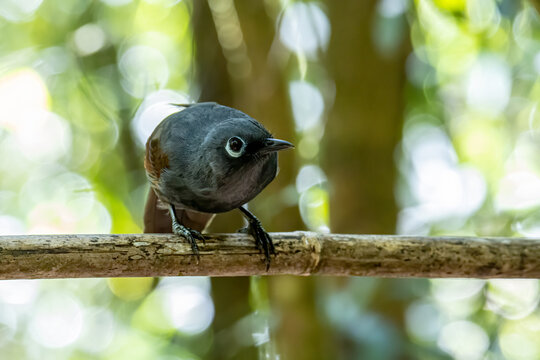 Nature wildlife image of Sunda laughingthrush (Garrulax palliatus) is a species of birds at tropical moist montane forests.