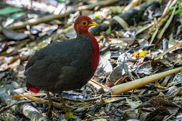Nature wildlife image bird of crimson-headed partridge It is endemic to the island of Borneo
