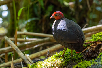 Nature wildlife image bird of crimson-headed partridge It is endemic to the island of Borneo