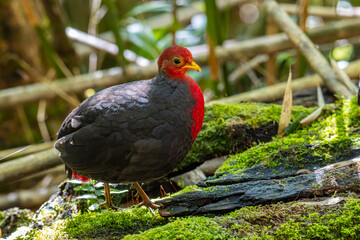 Nature wildlife image bird of crimson-headed partridge It is endemic to the island of Borneo