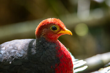 Nature wildlife image bird of crimson-headed partridge It is endemic to the island of Borneo