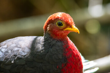 Nature wildlife image bird of crimson-headed partridge It is endemic to the island of Borneo