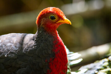 Nature wildlife image bird of crimson-headed partridge It is endemic to the island of Borneo