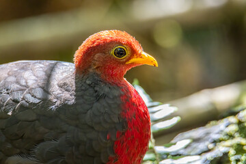 Nature wildlife image bird of crimson-headed partridge It is endemic to the island of Borneo