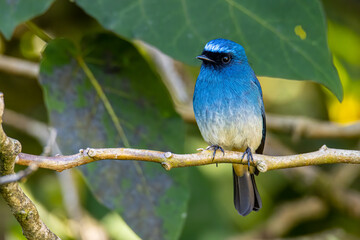 Beautiful blue color bird known as Rufous Vented Flycatcher perched on a tree branch at nature...